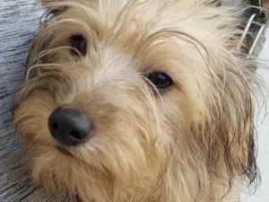 Cachorro raça Mix de York idade 7 a 11 meses nome Kinder