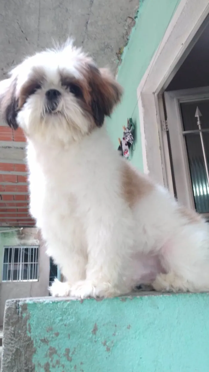 Cachorro ra a Shitzu  idade 4 anos nome Theodoro