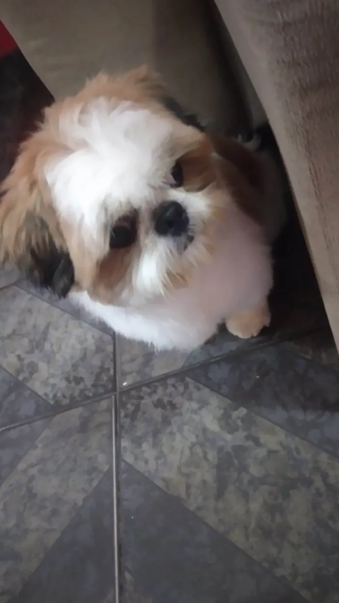 Cachorro ra a Shitzu  idade 4 anos nome Theodoro