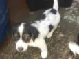 Thor, Sirius, Tufão e Sardinha