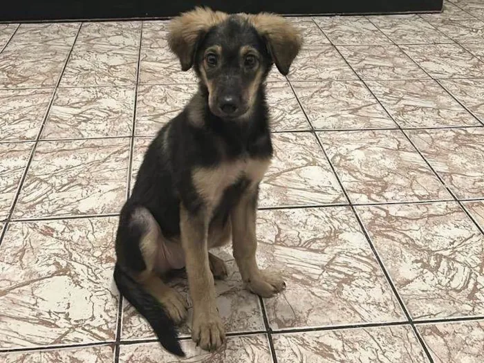 Cachorro ra a Pastor Alemão idade 2 a 6 meses nome Nina