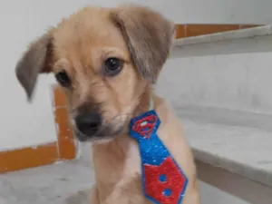 Cachorro raça SRD-ViraLata idade 2 a 6 meses nome Dior e Valentino