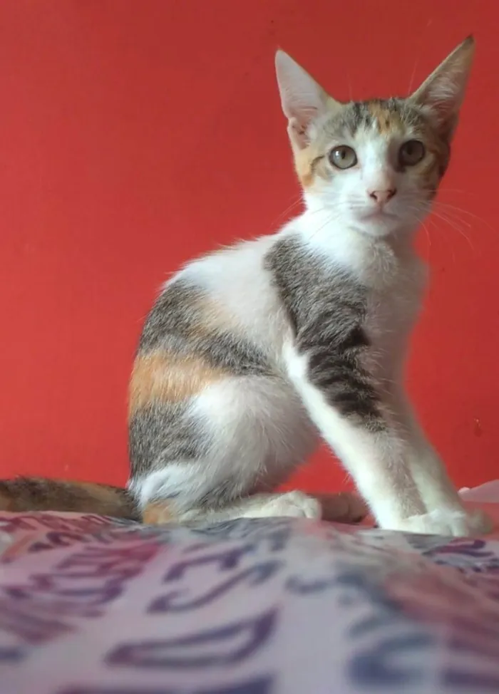 Gato ra a srd tricolor  idade 2 a 6 meses nome ALÍCIA