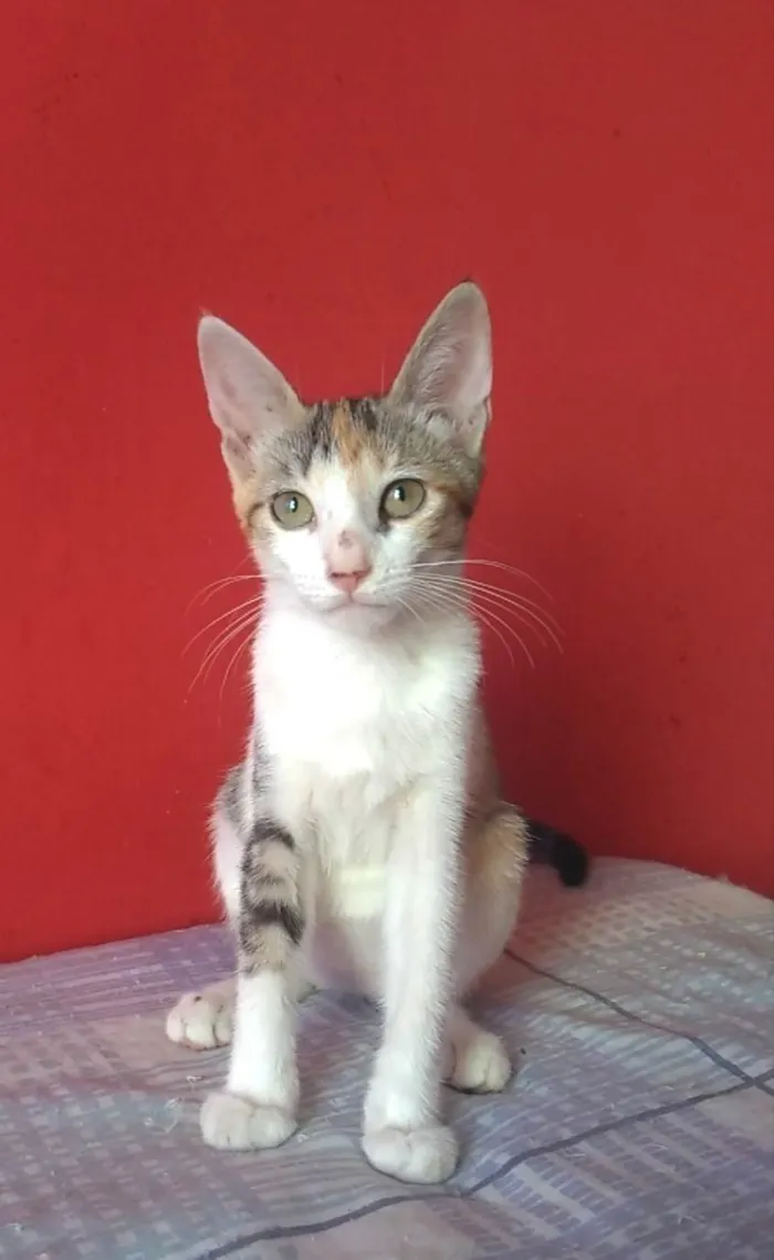 Gato ra a srd tricolor  idade 2 a 6 meses nome ALÍCIA