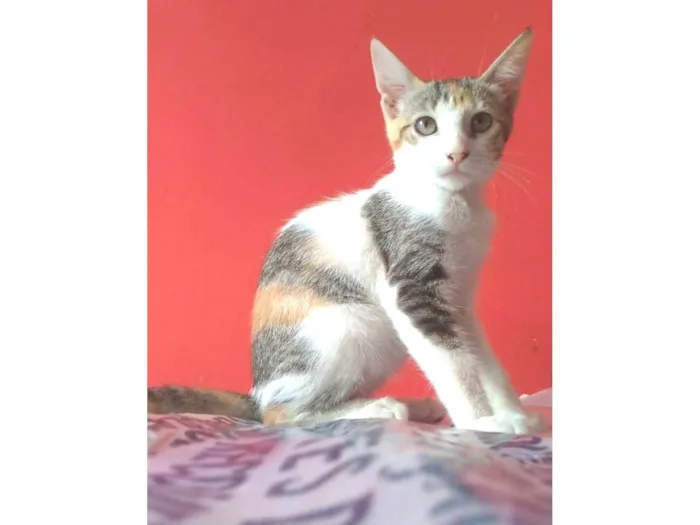 Gato ra a srd tricolor  idade 2 a 6 meses nome ALÍCIA