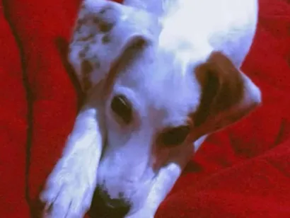 Cachorro raça SRD-ViraLata idade 2 anos nome Dom