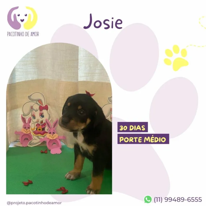 Cachorro ra a SRD-ViraLata idade Abaixo de 2 meses nome Josie