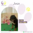 Josie