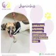 Juninho