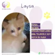 Laysa