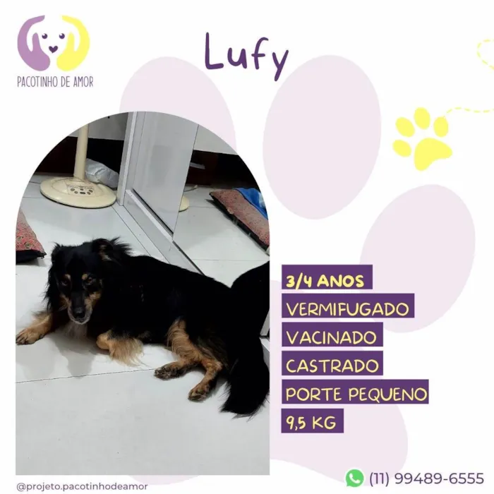 Cachorro ra a SRD-ViraLata idade 3 anos nome Lufy