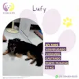Lufy