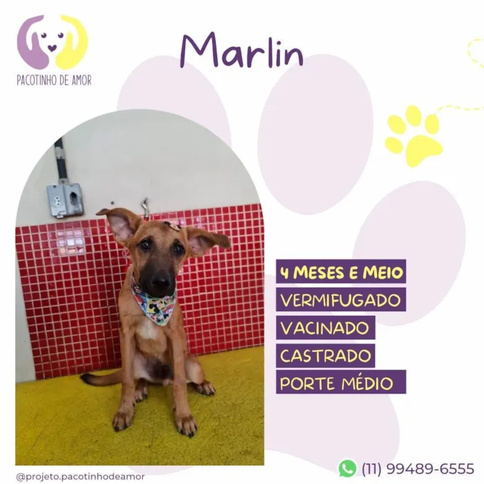 Cachorro ra a SRD-ViraLata idade 2 a 6 meses nome Marlin
