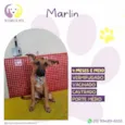 Marlin