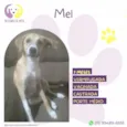 Mel