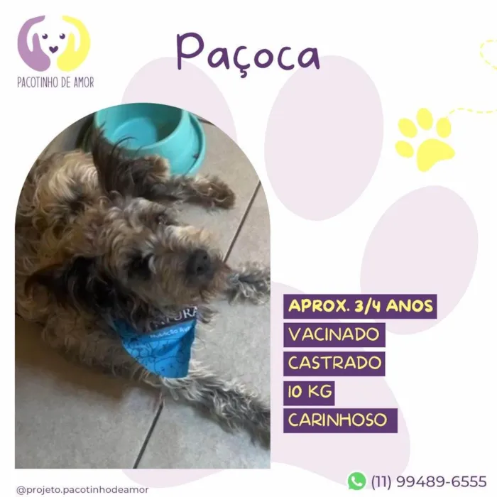 Cachorro ra a SRD-ViraLata idade 3 anos nome Paçoca 