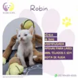 Robin