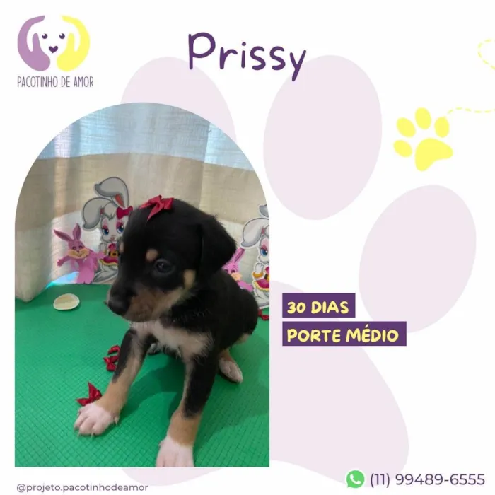 Cachorro ra a SRD-ViraLata idade Abaixo de 2 meses nome Prissy