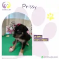 Prissy