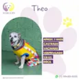 Theo