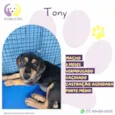 Tony