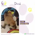 Diná
