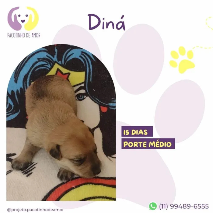 Cachorro ra a SRD-ViraLata idade Abaixo de 2 meses nome Diná