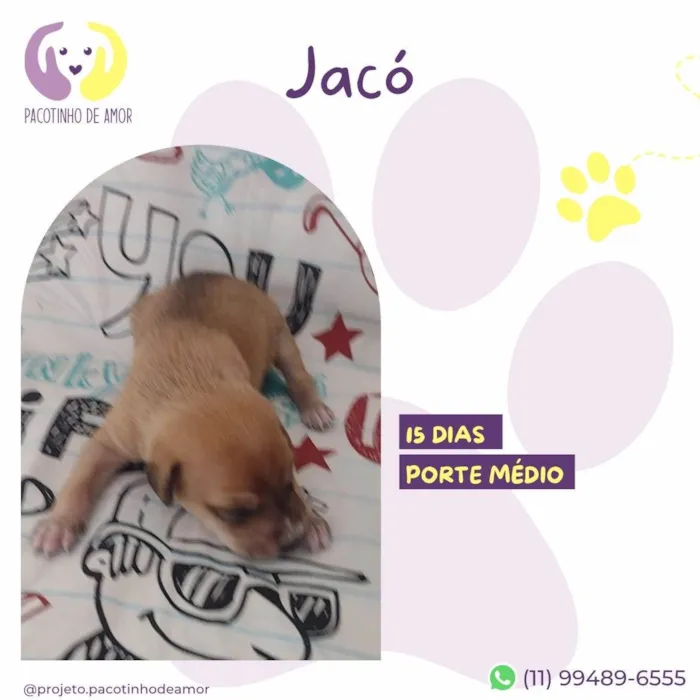 Cachorro ra a SRD-ViraLata idade Abaixo de 2 meses nome Jacó