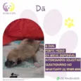Dã