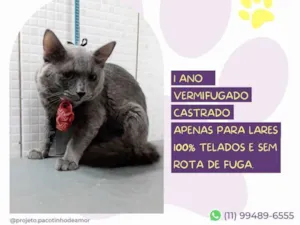 Gato raça SRD-ViraLata idade 1 ano nome Grey
