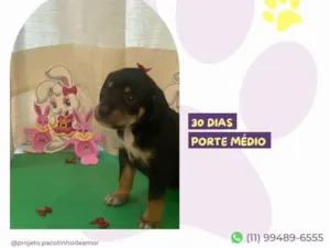 Cachorro raça SRD-ViraLata idade Abaixo de 2 meses nome Josie