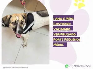 Cachorro raça SRD-ViraLata idade 2 anos nome Juninho