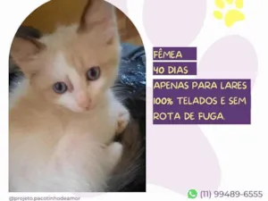 Gato raça SRD-ViraLata idade 2 a 6 meses nome Laysa