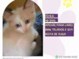 Laysa