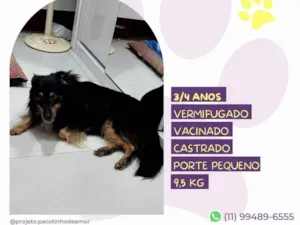 Cachorro raça SRD-ViraLata idade 3 anos nome Lufy