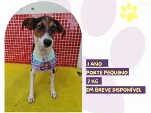 Cachorro raça SRD-ViraLata idade 1 ano nome Margareth