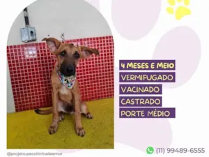Cachorro raça SRD-ViraLata idade 2 a 6 meses nome Marlin