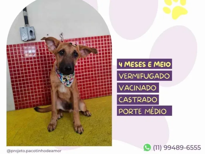 Cachorro ra a SRD-ViraLata idade 2 a 6 meses nome Marlin
