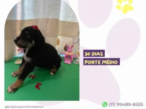 Cachorro raça SRD-ViraLata idade Abaixo de 2 meses nome Mary