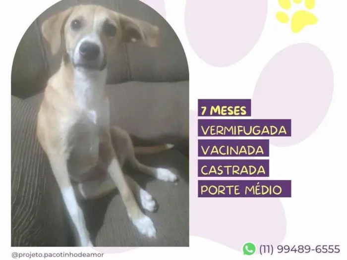 Cachorro ra a SRD-ViraLata idade 7 a 11 meses nome Mel