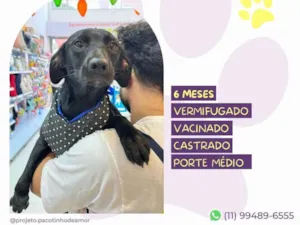 Cachorro raça SRD-ViraLata idade 7 a 11 meses nome Nenê 