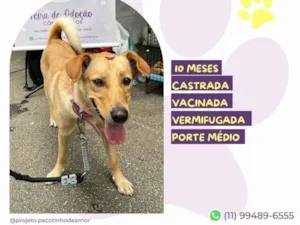 Cachorro raça SRD-ViraLata idade 7 a 11 meses nome Pandora 