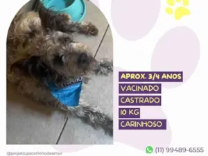 Cachorro raça SRD-ViraLata idade 3 anos nome Paçoca 