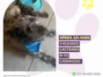 Paçoca
