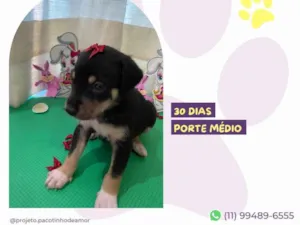 Cachorro raça SRD-ViraLata idade Abaixo de 2 meses nome Prissy
