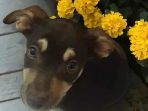 Cachorro raça SRD-ViraLata idade 2 a 6 meses nome Brownie