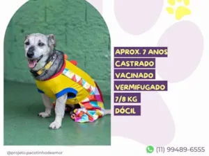 Cachorro raça SRD-ViraLata idade 6 ou mais anos nome Theo