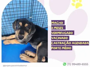 Cachorro raça SRD-ViraLata idade 2 a 6 meses nome Tony