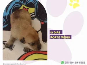 Cachorro raça SRD-ViraLata idade Abaixo de 2 meses nome Diná