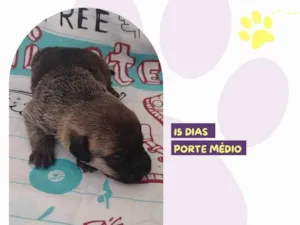 Cachorro raça SRD-ViraLata idade Abaixo de 2 meses nome José 
